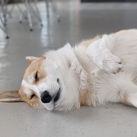 Studio dog resting on the floor