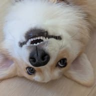 Cheddar